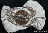 Fossil Crab From Washington - Great Legs #7320-1